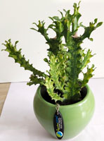 Euphorbia Trigona Yellow