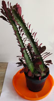 Euphorbia Trigona Rubra