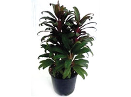 Ornamental Foliage Plants