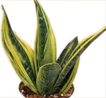 Sansevieria 'Flame'