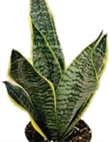 Sansevieria 'Futura Superba'