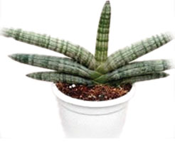 Sansevieria 'Boncell'