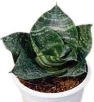 Sansevieria 'Hanhii Green Compacta'