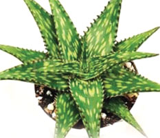 Aloe Jacunda