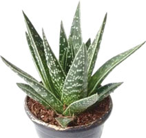 Aloe 'Tiki'