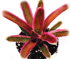 Neoregelia 'Donger'