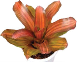 N. 'Chiqaqua Brown'