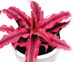 Cryptanthus 'Neon'