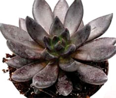 Echeveria 'Batman'