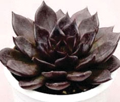 Echeveria 'Black Prince'