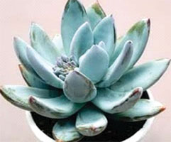 Echeveria 'Blue Bird'