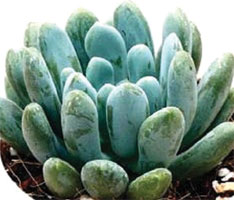 Echeveria Cana