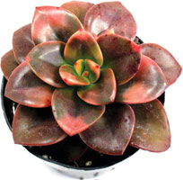 Echeveria 'Chroma'