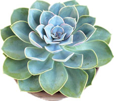 Echeveria 'Green Spoons'