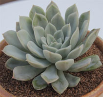 Echeveria hybrid #193