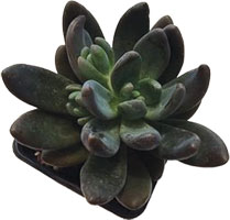 Echeveria Haagai 'Tolimanensis'