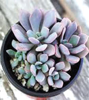 Graptoveria 'Debbi'