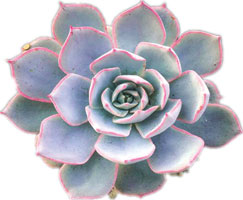 Echeveria Subsesilis