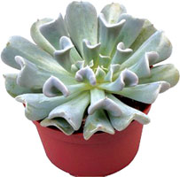 Echeveria Runyonii 'Topsy Turvy'