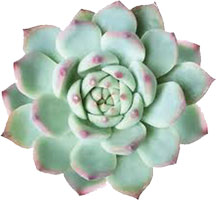 Echeveria 'Big Lotus'