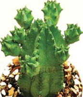 Euphorbia Anoplia