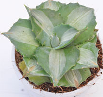 Agave 'Tropica'