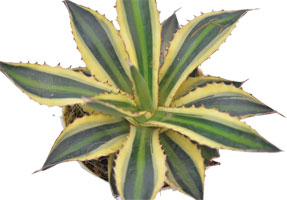 Agave lophantha 'Quadricolor'