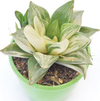 Haworthia Variegata