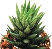 Haworthia