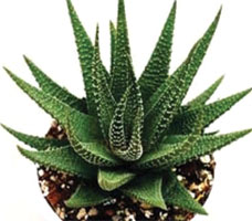 Haworthia Attenuata 'Green B'