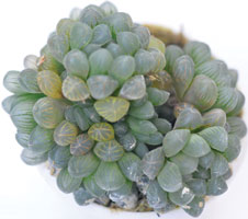 Haworthia cooperii Var. Obtusa