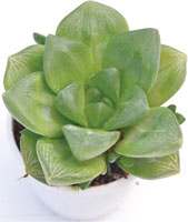 Haworthia Cymbiformis