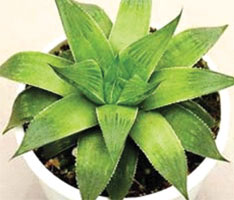 Haworthia Emelyae Hybrid