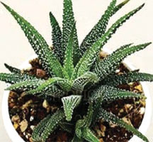 Haworthia Faciata Variabilis