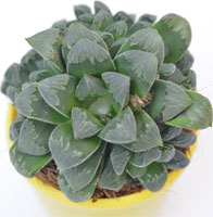 Haworthia Maculata