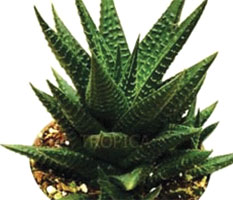 Haworthia Limifolia 'A'