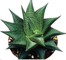 Haworthia Limifolia 'C'