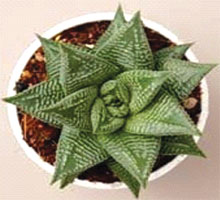 Haworthia Limifolia 'Jewel'