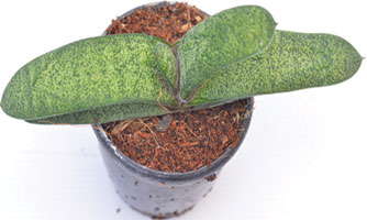 Gasteria Bicolor 'Lilliputana'