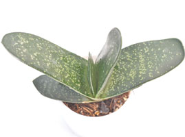 Gasteria Pillansii