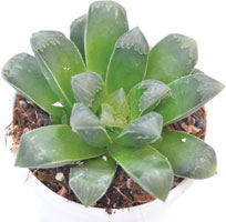 Haworthia Pygmaea