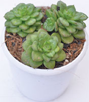 Sedeveria 'Rolly'