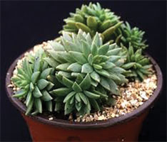 Graptosedum 'Mediterranean Mystery'