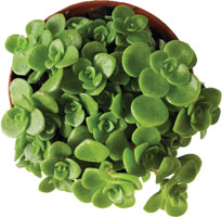 Sedum 'Green' #9