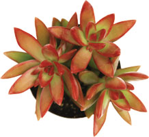 Sedum Adolphii 'Firestorm'