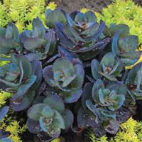 Sedum 'Blue'