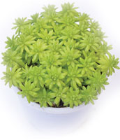 Sedum ‘Green’