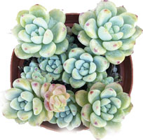 Sedum Clavatum