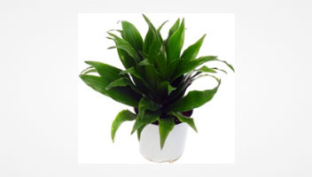 Signature Grow